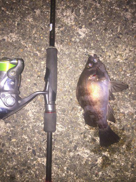 渋いながらも久々コマシなメバル